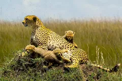 Cheetah_with_cubs_kidepo_valley_national_park