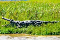 crocodile_in_murchison_falls