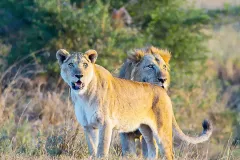 lions_in_queen_elizabeth_national_park