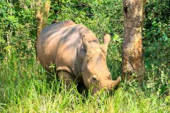 rhino_eating_grass_ziwa_rhino_sanctuary