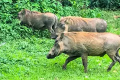 warthogs