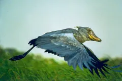 Bird-Shoebill.-Flying