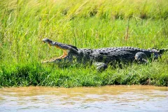 crocodile