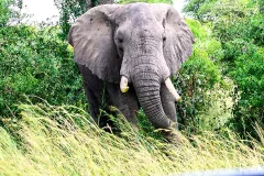 elephant_murchison_falls_national_park