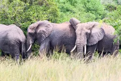 elephants