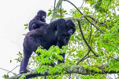 gorilla_carrying_its_baby_on_the_back