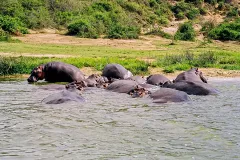 hippopotamus_lake_mburo