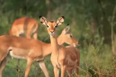 uganda_kob