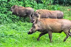 warthogs