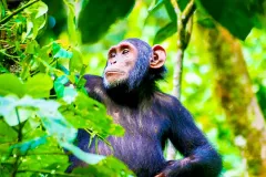 chimpanzee_kibale_national_park