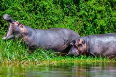 hippopotamus