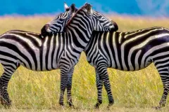 zebras_in_kidepo_valley_national_park