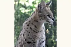 serval3