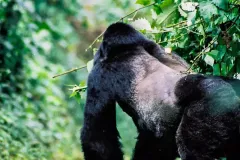 Bwindi-Impenetrable-Forest_c78f1253566006fbe06609f301f8c597