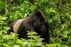 Bwindi_Impenetrable_National_Park_021