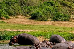 Hippos_Uganda