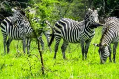 lake-mburo-zebras