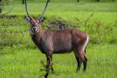 lake-mburo1