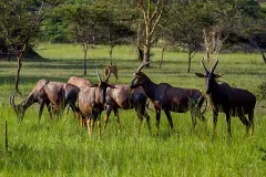 lakemburo1