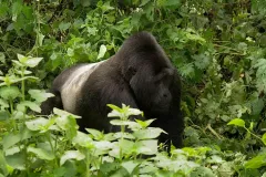 Bwindi_Impenetrable_National_Park_021