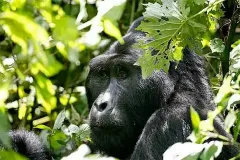 gorilla-alamy620_2012536b