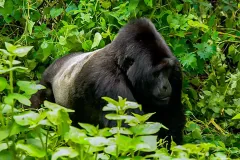 mountain_gorilla_moving_in_bwindi_impenetrable_national_park