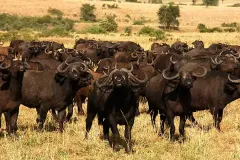 buffaloes