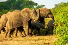 elephants_in_kidepo_valley_national_park