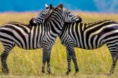 zebras_in_kidepo_valley_national_park