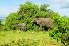 African_Bush_Elephants_in_Murchison_Falls_National_Park