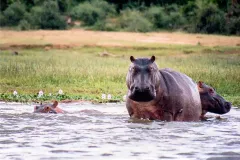 Murchison-Falls-National-Park-Hippos