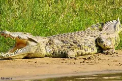 Uganda_Murchinson_Falls_National_Park_Crocodile_4351f0311efa429e9f7d29f292c23021