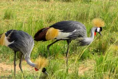 crested_cranes