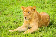 lion_in_murchison_falls_national_park