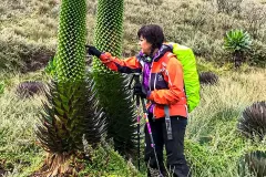 tourist_touching_cactus_tree_mountain_rwen