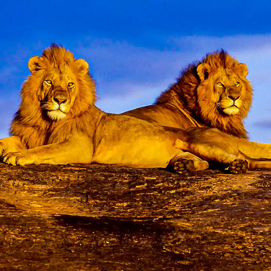 2_lions_sitting_together_in_masai_mara_national_park