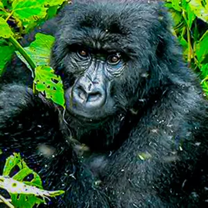 Virunga National Park