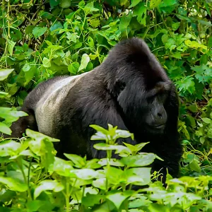 Bwindi National Park