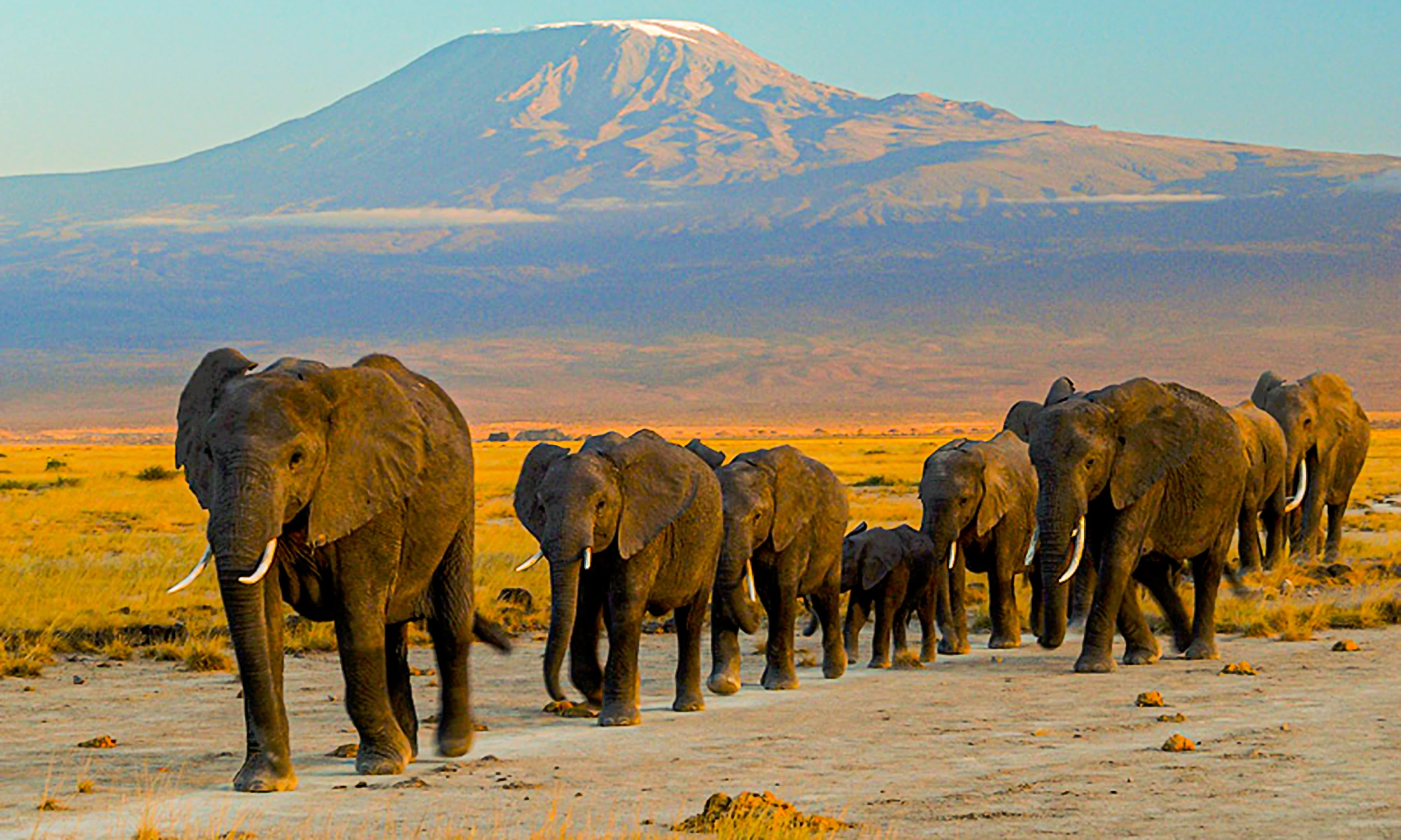 Elephants_at_Amboseli_national_park_against_Mount_Kilimanjaro