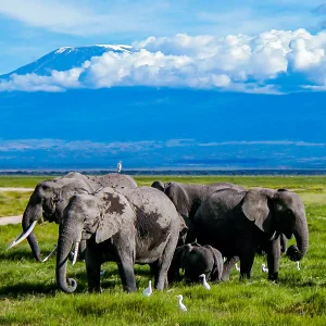 Amboseli National Park