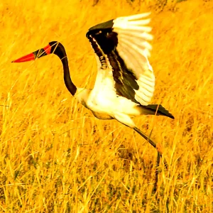 Meru National Park