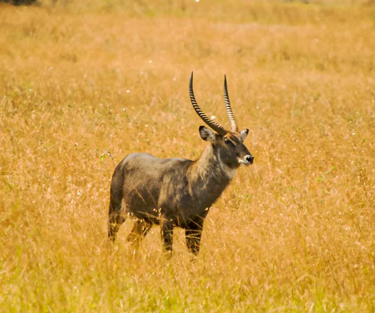 Steppe_in_akagera_national_park