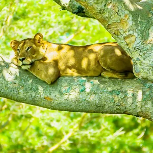 Queen Elizabeth National Park