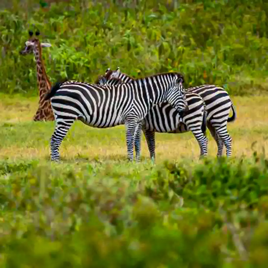 a_pack_of_zebras