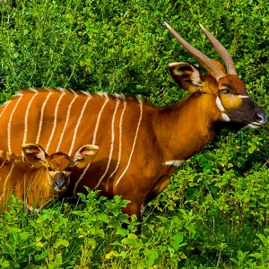 Aberdare National Park