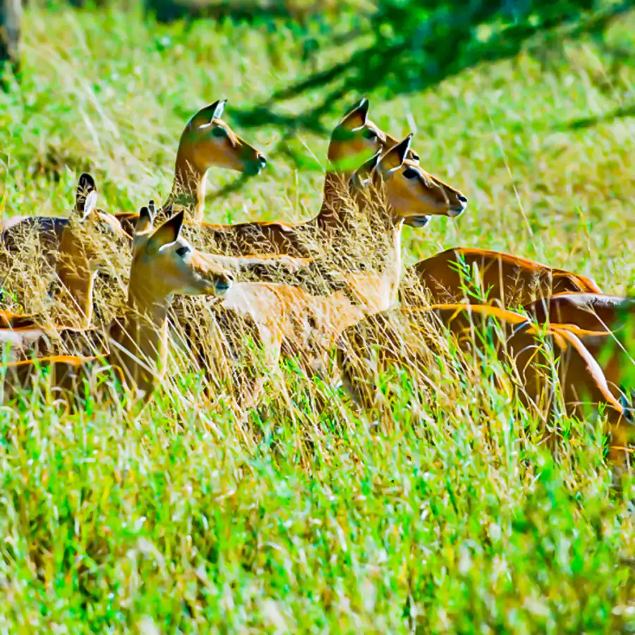 antelopes_in_lake_manyara