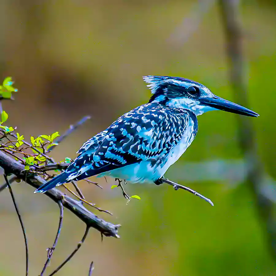 birding uganda 2