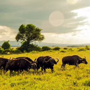 Nairobi National Park