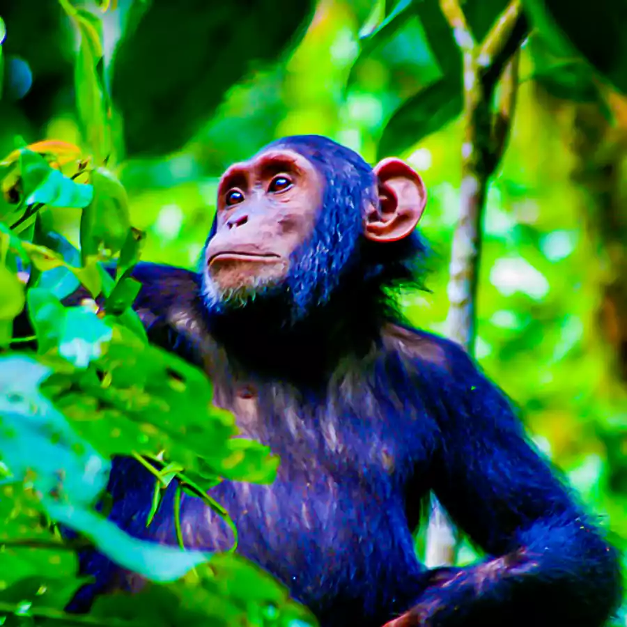 chimpanzee in kibale national park 1