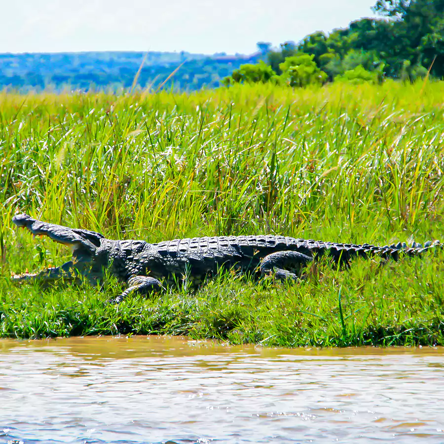 crocodile_in_murchison_falls